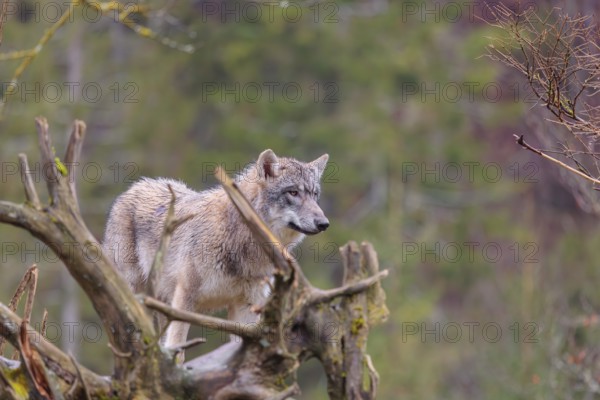 A young grey wolf (Canis lupus lupus) stands in a green meadow behind the root of a dead tree