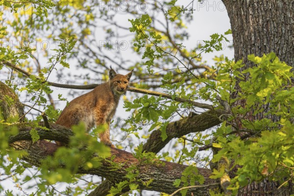 A Eurasian lynx, (Lynx lynx) sits on a branch high up in a big tree