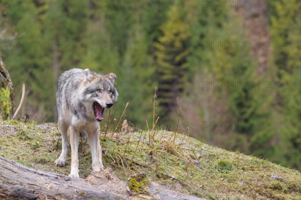 An adult male grey wolf (Canis lupus lupus) stands yawning in a meadow on the top of a hill between a rock and a rotting tree trunk