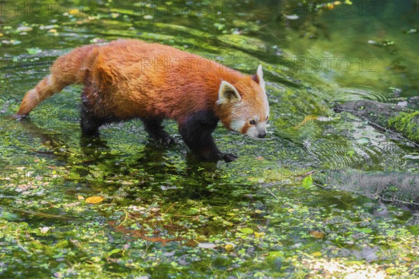 One red panda, Ailurus fulgens, balances over a log lying in the water