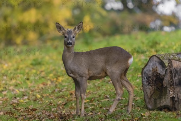 One young Roe Deer buck, (Capreolus capreolus), stands on a meadow. A tree in fall foliage is in the background