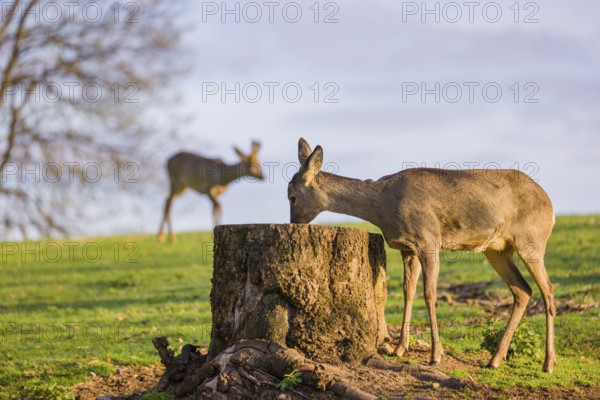 One female Roe Deer, Roe buck (Capreolus capreolus), nibbles moss from a tree stump