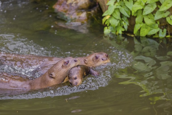 An adult giant otter or giant river otter (Pteronura brasiliensis) swims in a small river carrying a 2-month-old young around in its mouth. They are accompanied by another adult otter of the pack