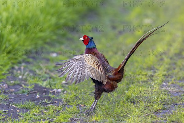 Common pheasant (Phasianus colchicus) male, cock displaying by flapping wings in field during the breeding season in spring