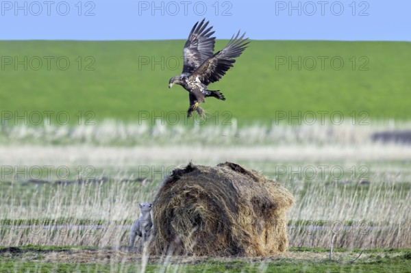 Lamb hiding behind round hay bale from hunting juvenile white-tailed eagle, Eurasian sea eagle, erne (Haliaeetus albicilla) in meadow in spring