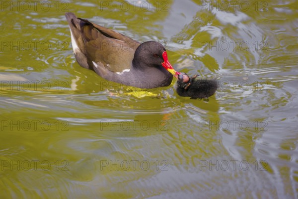 An adult common moorhen (Gallinula chloropus), swims in a pondand feeds one of her chicks