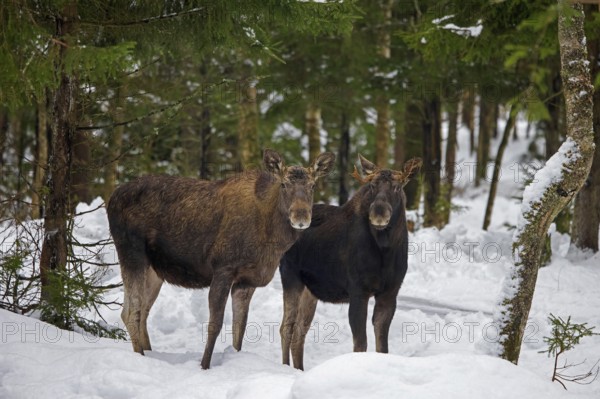 Moose, elk (Alces alces) cow, female with young bull foraging in the snow in coniferous forest with spruce trees in winter, Sweden, Europe