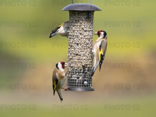 European Goldfinch (Carduelis carduelis), three adult birds feeding on seeds, at bird feeding station, Hessen, Germany, Europe