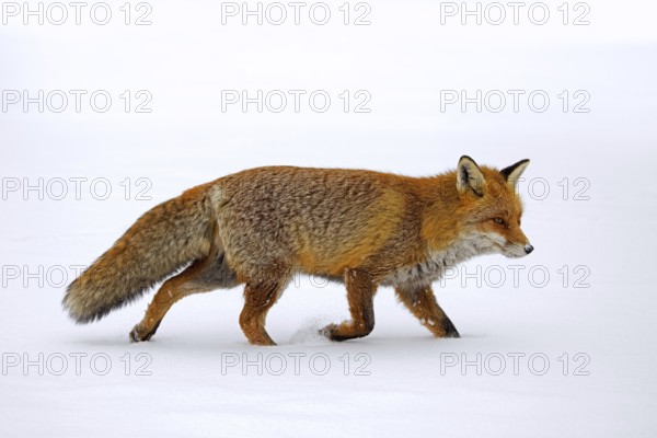 Red fox (Vulpes vulpes) hunting in the snow in winter