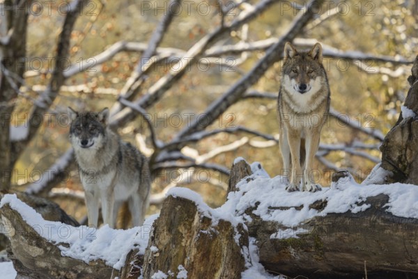 Two grey wolves (Canis lupus lupus) stand on a snow-covered hill behind a fallen tree on a cold, sunny day. A forest can be seen in the background