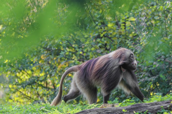 An adult male gelada (Theropithecus gelada), or bloodheart monkey, runs across a green meadow. A green forest can be seen in the background