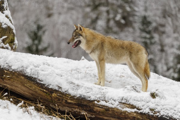 A young grey wolf (Canis lupus lupus) stands on a sloping, snow-covered meadow on a cold, cloudy day. A forest can be seen in the background