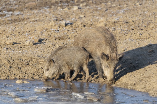 Two wild boars (Sus scrofa) (adult and young one) stand at the shore of a small frozen pond with broken ice