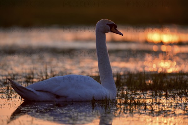 Mute swan (Cygnus olor), swimming in a wet meadow, at sunset, backlit, Ochsenmoor, Dümmer, Lemförde, Lower Saxony, Germany, Europe