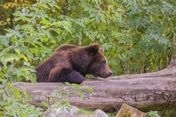 A young male Eurasian brown bear (Ursus arctos arctos) rests on a rotting log lying on the ground