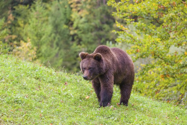 A young male Eurasian brown bear (Ursus arctos arctos) walks across a meadow along autumnal colored vegetation