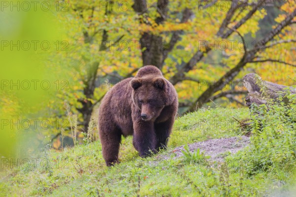 A young male brown bear (Ursus arctos arctos) stands on top of a small hill. Trees in fall foliage stand in the background. Green leaves frame the bear