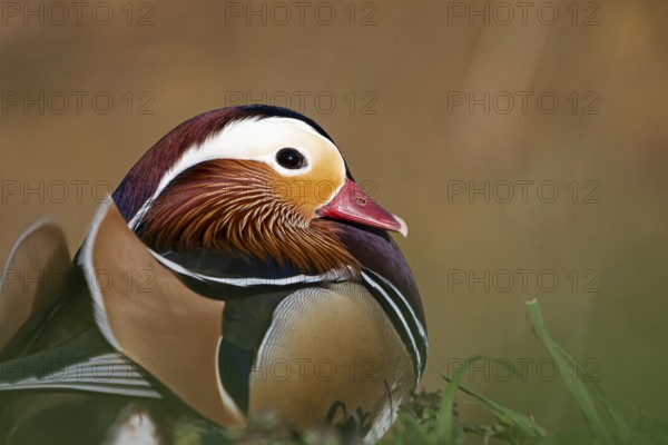Mandarin duck (Aix galericulata), drake, mating season, on land, resting, portrait, Heiligenhaus, North Rhine-Westphalia, Germany, Europe