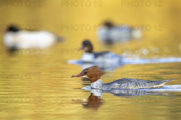 Common merganser, goosander (Mergus merganser merganser) female swimming among group of goosanders in lake in winter