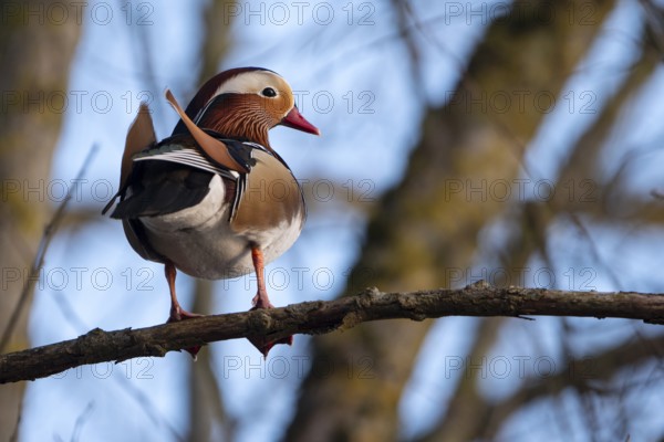 Mandarin duck (Aix galericulata), drake, sitting on a branch, high in a tree, Heiligenhaus, North Rhine-Westphalia, Germany, Europe