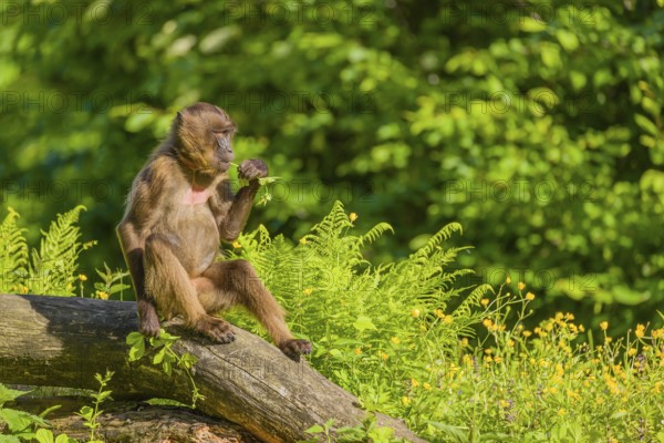 A male Gelada (Theropithecus gelada), or bleeding-heart monkey sits on a log lying in dense green vegetation, enjoying the morning sun
