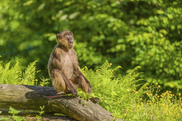A male Gelada (Theropithecus gelada), or bleeding-heart monkey sits on a log lying in dense green vegetation, enjoying the morning sun