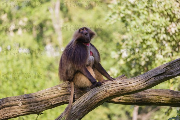 Portrait of an adult male Gelada (Theropithecus gelada), or bleeding-heart monkey, resting on a branch of a fallen tree