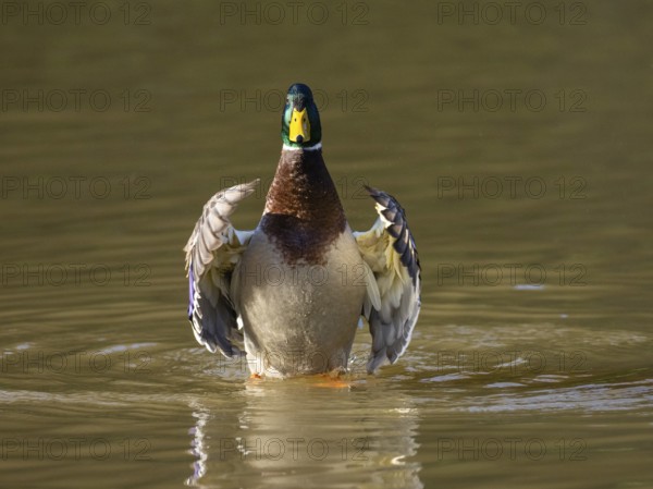 Mallard (Anas platyrhynchos), male duck flapping its wings on a lake, Hesse, Germany, Europe