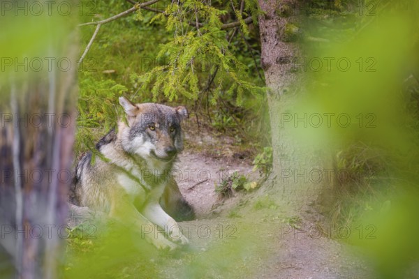 A eurasian gray wolf (Canis lupus lupus) rests under a spruce tree, fairly hidden behind green vegetation