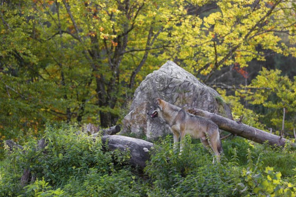 A eurasian gray wolf (Canis lupus lupus) stands on a log in front of a rock, observing the area. A forest in fall foliage is in the background