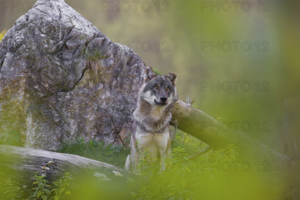 A eurasian gray wolf (Canis lupus lupus) stands on a log in front of a rock, observing the area. A forest in fall foliage is in the background