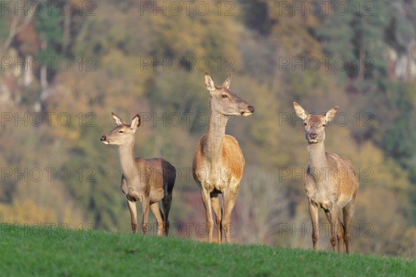 Two adult red deer hinds (Cervus elaphus) and a calf are standing in a meadow in the beautiful morning light. A forest with autumn leaves can be seen in the background