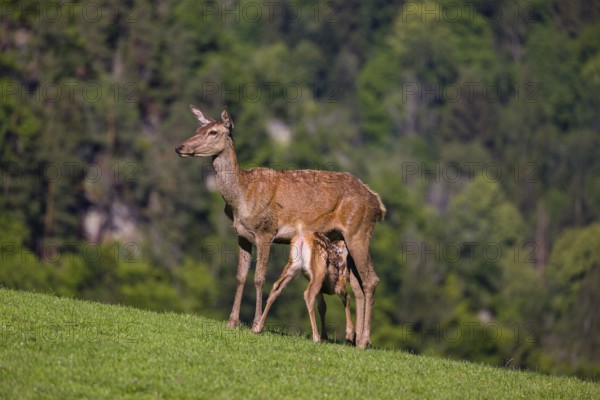 One red deer doe (Cervus elaphus) stands on a meadow and suckles her fawn. A forest in the distant background