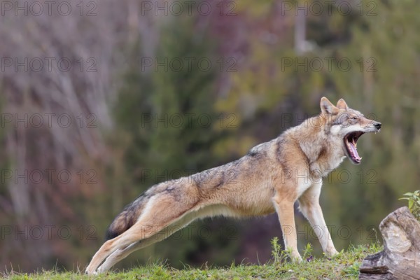 A female eurasian gray wolf (Canis lupus lupus) stretches out on a meadow on top of a hill