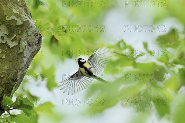 Great tit (Parus major), with food in its beak approaching the breeding den, Canton Zug, Switzerland, Europe