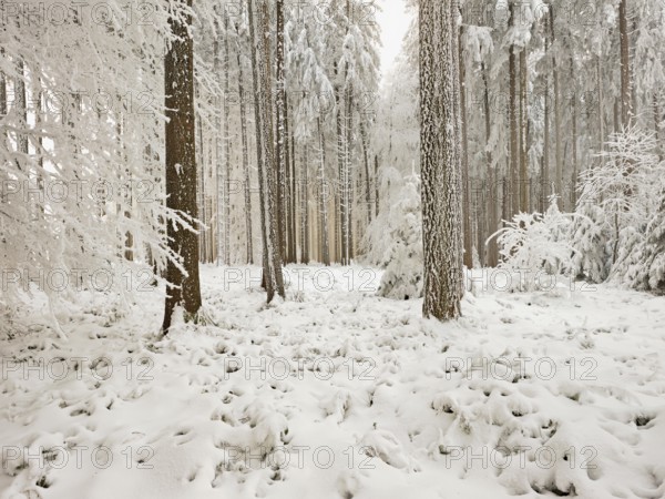 Forest in the snow and hoarfrost, Horben, Beinwil, Freiamt, Canton Aargau, Switzerland, Europe