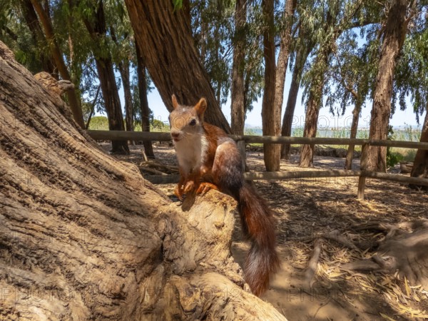 Red squirrel perched on a weathered log within the natural park of las lagunas de la mata and torrevieja in alicante, spain