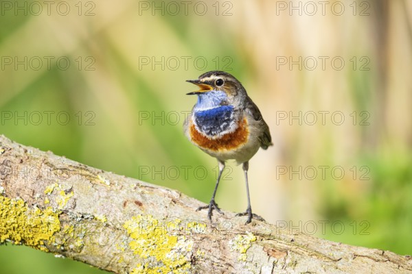 Bluethroat (Luscinia svecica cyanecula) Male Germany