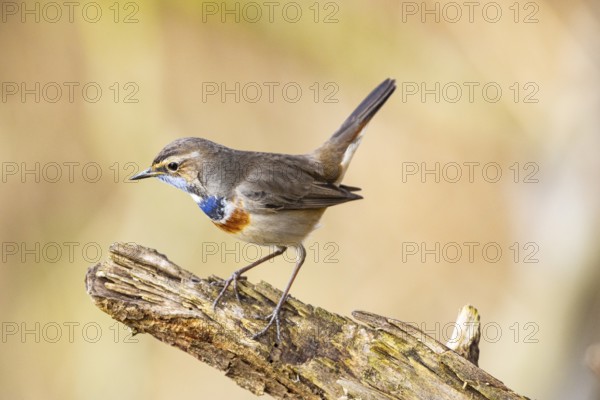 Bluethroat (Luscinia svecica cyanecula) Male Germany