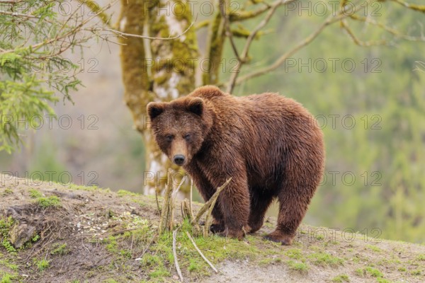 A young male Eurasian brown bear (Ursus arctos arctos) stands on a green meadow in hilly terrain. A forest can be seen in the background