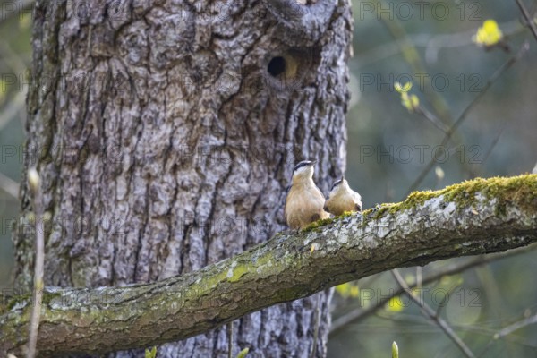Nuthatch (Sitta europaea) mating Germany