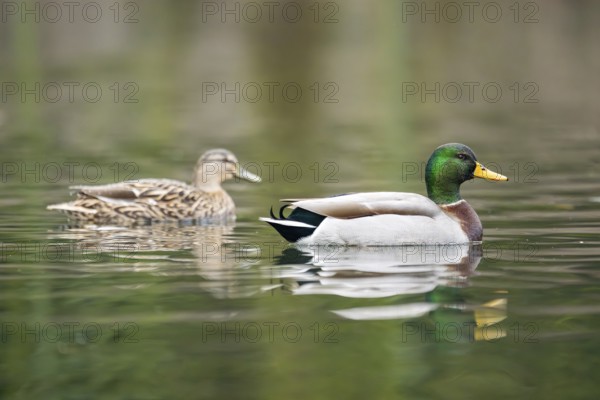 Mallard (Anas platyrhynchos) male and female on a lake in winter, Bavaria, Germany, Europe