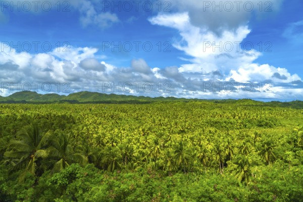 Vast coconut plantation covering siargao island landscape under a cloudy sky, a tropical paradise in the philippines