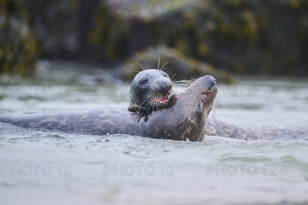 Grey seal (Halichoerus grypus) playing with each other in the water, sea, Düne, Helgoland, Schleswig-Holstein, Germany, Europe