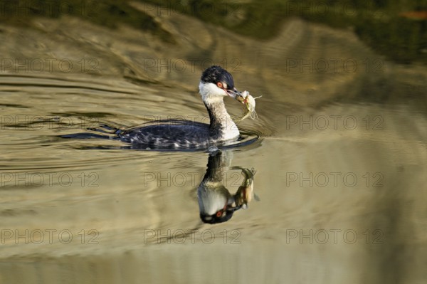 Slavonian grebe (Podiceps auritus), adult, in a white plumage, winter plumage, swimming with a fish in its beak, Lake Zug, Switzerland, Europe
