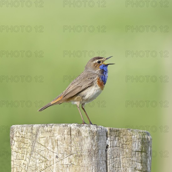 Bluethroat (Luscinia svecica cyanecula), male, singing on a pasture fence post, wildlife, Lembruch, Ochsen Moor, Dümmer nature park Park, Lower Saxony, Germany, Europe