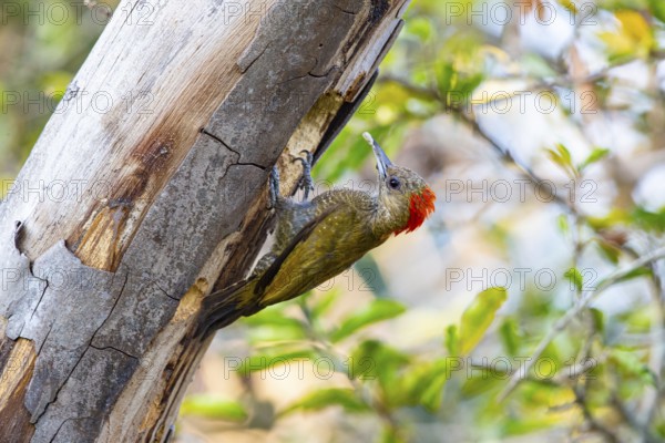 Pileated Woodpecker (Veniliornis passerinus) Pantanal Brazil