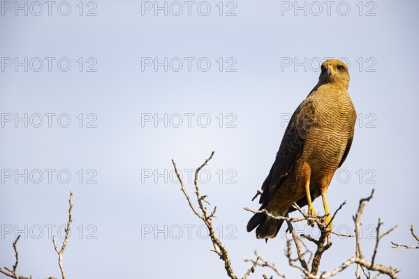 Savannah Buzzard (Heterospizias meridionalis) Pantanal Brazil