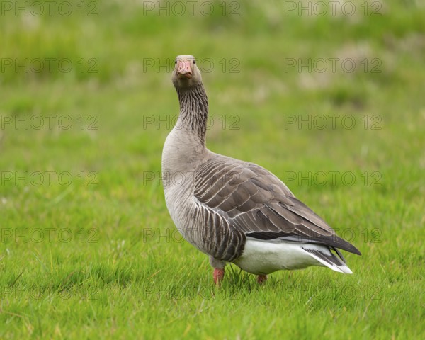 Greylag goose (Anser anser) standing in a meadow, Lower Saxony, Germany, Europe