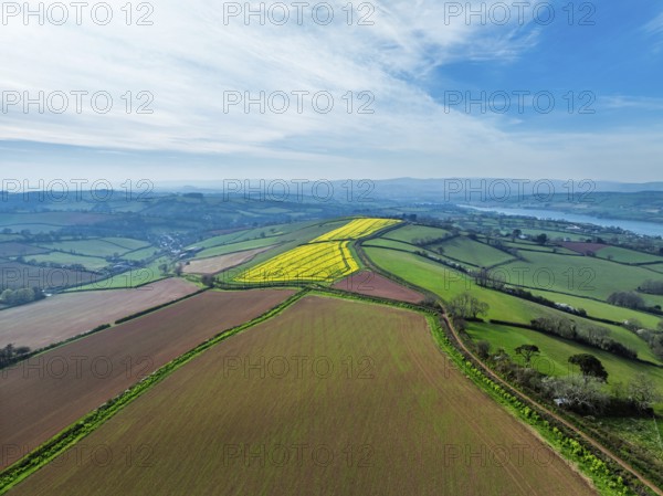 Rapeseed fields over the River Teign from a drone, Teignmouth, Shaldon, Devon, England, United Kingdom, Europe
